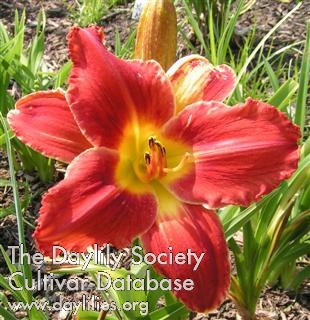 Daylily Mexican Art